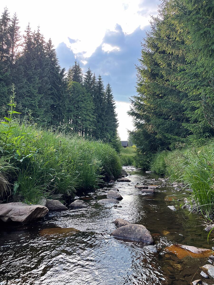 Bachlauf der Wilden Weißeritz im Sommer