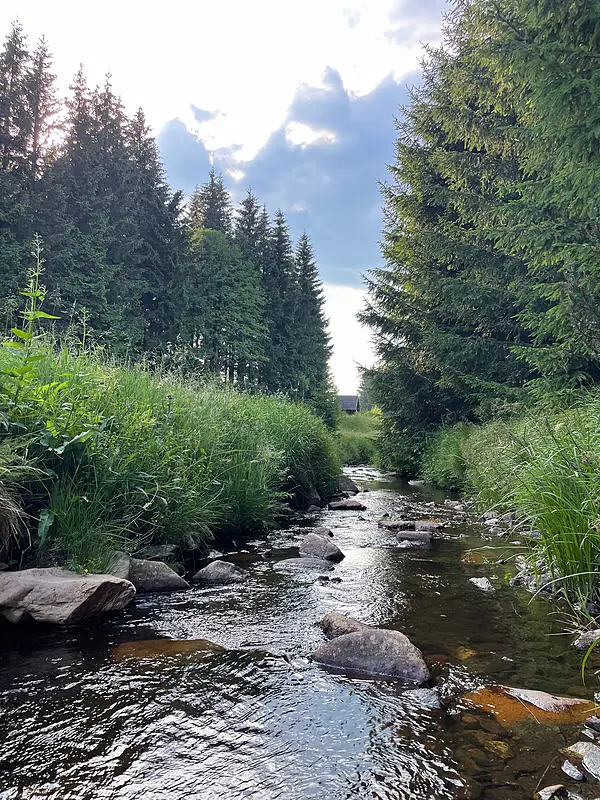 Umgebung Sommer Bach Wilde Weisseritz 800w – Ferienwohnungen Rehefeld-Zaunhaus