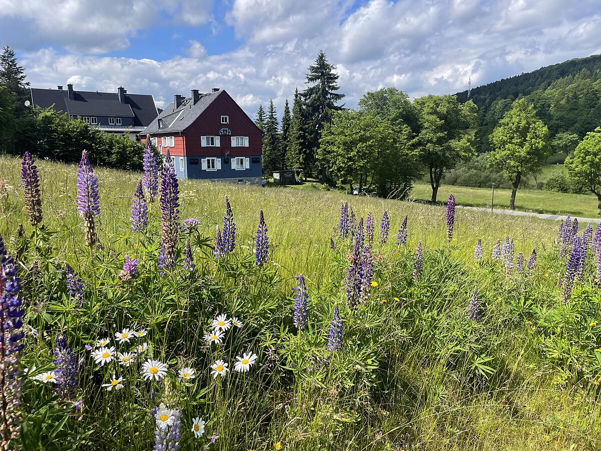 Blühende Lupinenwiese vor dem Ferienhaus in Rehefeld