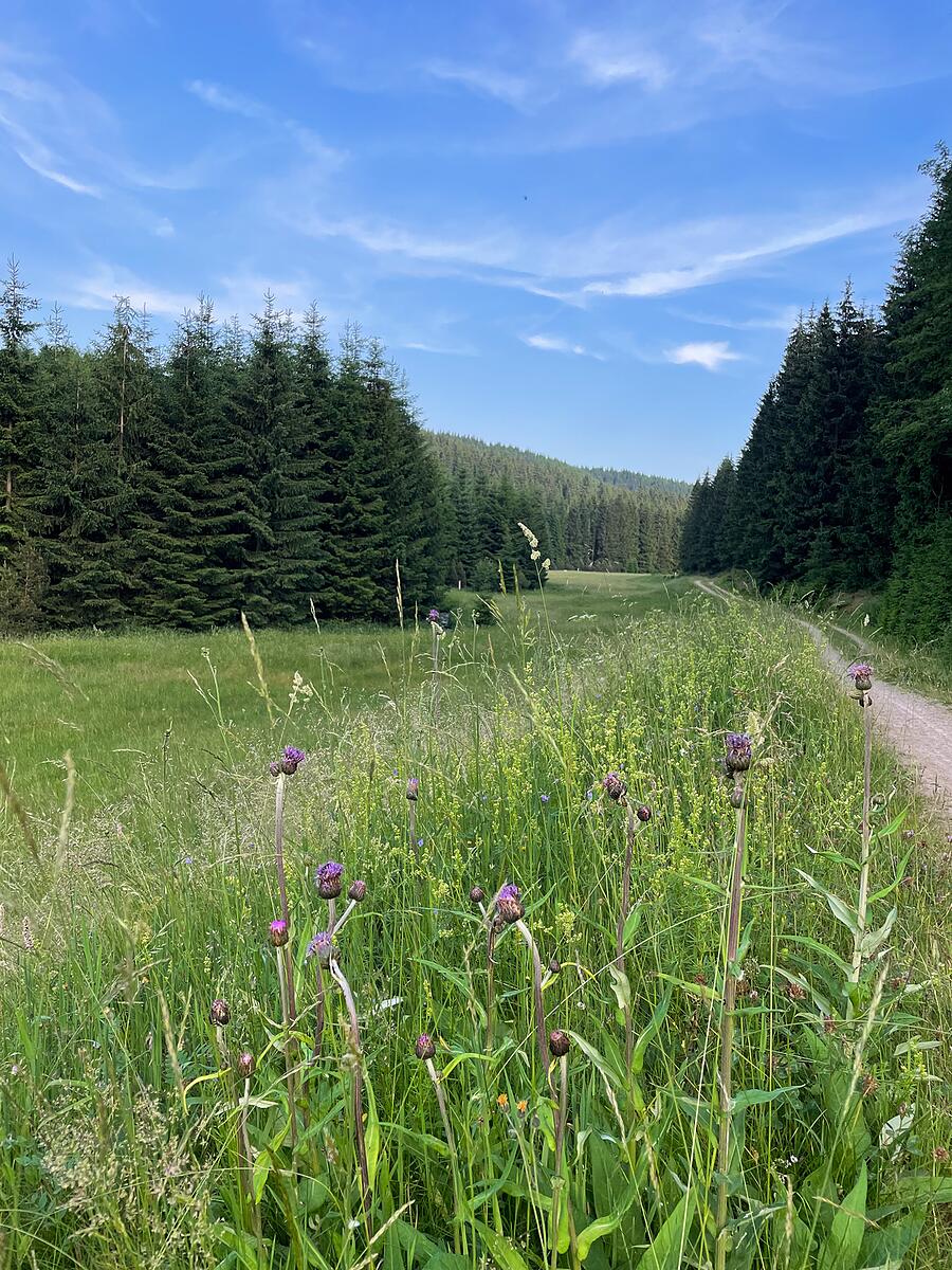 Wiesenpfad mit Wildblumen am Waldrand