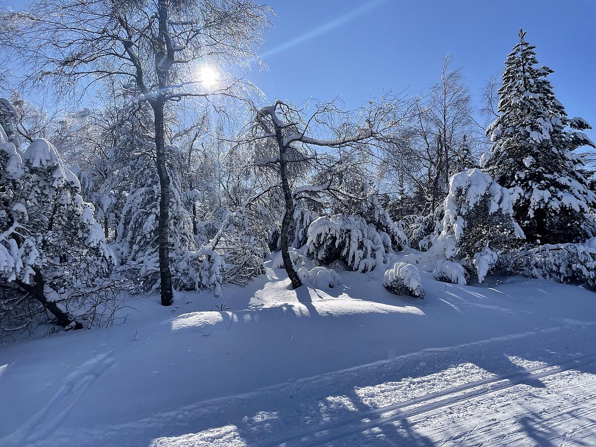 Bäume mit Raureif in der Wintersonne